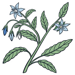 borage on white background 