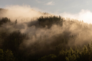 sun breaking through the morning fog in the mountain forest	