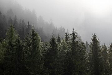 foggy morning in a forest 
