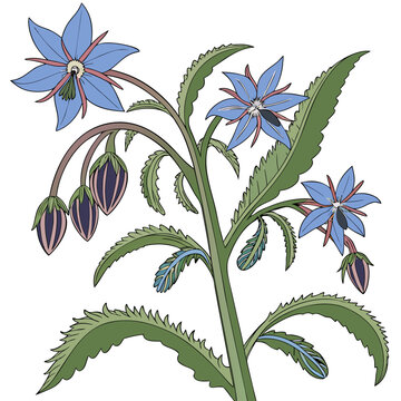 seamless pattern with borage