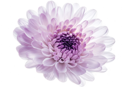 Delicate light purple chrysanthemum flower with intricate petals isolated on transparent background