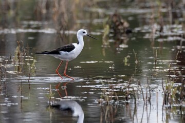 A blacknecked stilt wading in shallow water reflected below Reeds and water plants rise from the water