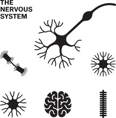Obraz premium Nervous, system, icon, set, neuron, brain, silhouette, vector, black, isolated, illustration, design, science, anatomy, biology
