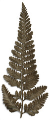 Umber Dried Fern Leaf