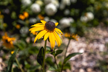 Close-up of a vibrant yellow daisy in natural sunlight.