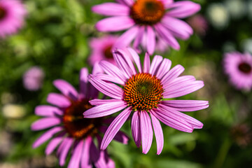A cluster of blooming Echinacea (Sonnenhut) flowers, showcasing their vibrant colors and natural beauty.