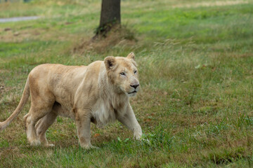Lion