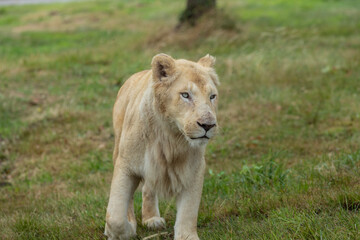 Lion