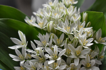 Obraz premium bouquet of white flowers