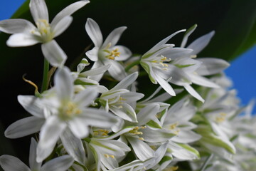 bouquet of white flowers