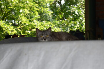 cat on the fence