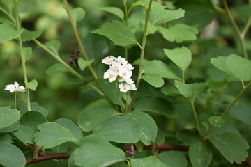 white flowers in the garden