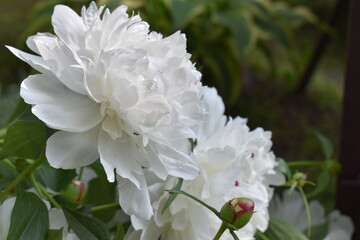 white peony flower