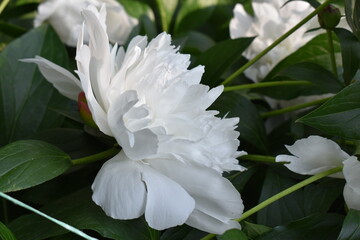 white peony flower