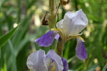 purple iris flower