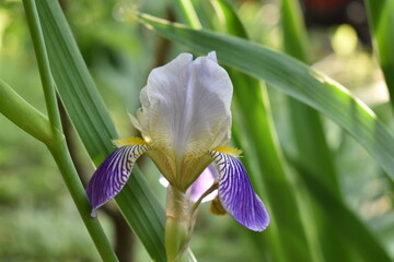 purple iris flower