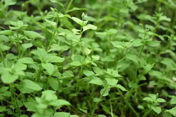 close up of green leaves