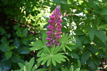 pink flowers in a garden