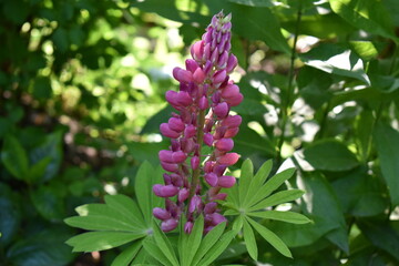 purple lupinus flowers