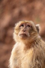 Macaque Ape of Morocco