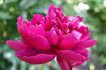 pink flowers in a garden