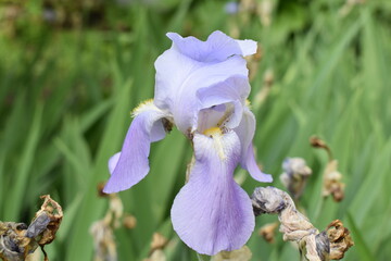 purple iris flower