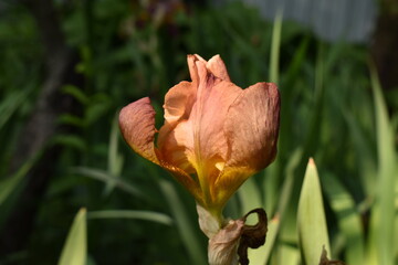 iris in the garden