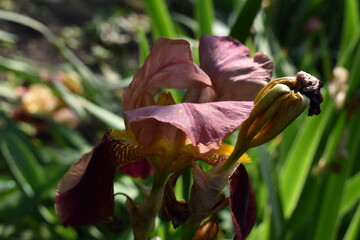 iris in the garden