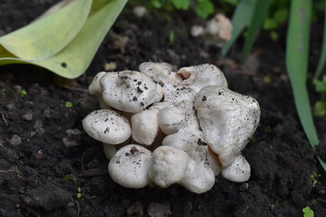 mushrooms in the forest