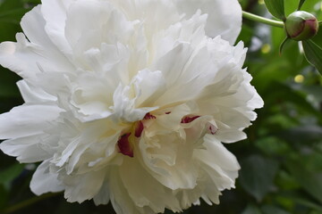 white peony flower