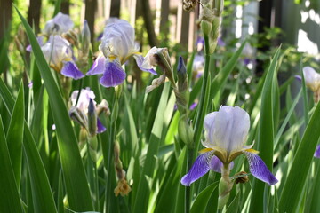 purple iris flowers in the garden