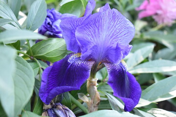 blue iris flower