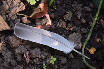 feather of a bird