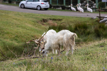 Obraz premium Girgentana