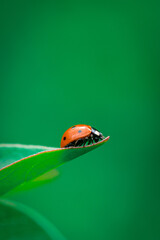 ladybug on green leaf