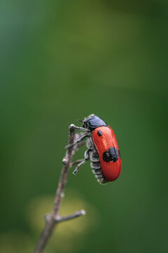 June beetle on a leaf