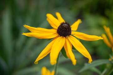 jaki piękny zółty kwiat w moim ogrodzie