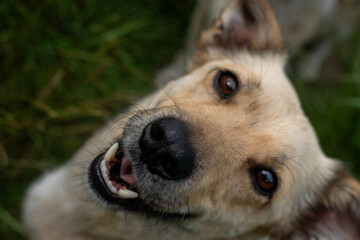 mój kochany kundel podpalany sierściuch 