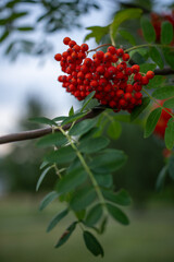 Obraz premium piękny czerwony kwiat - jarzębina w ogrodzie 