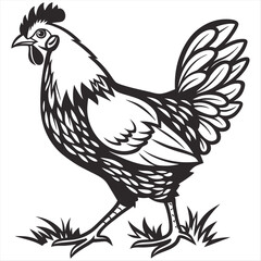 chicken vector art