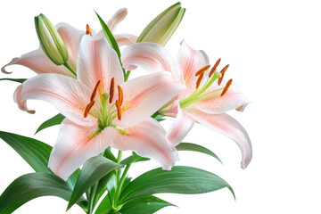 Obraz premium Delicate pale pink lily blossoms with green stems and leaves a beautiful floral arrangement isolated on transparent background