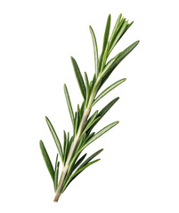 Fototapeta premium Fresh rosemary sprig isolated on clean transparent background in PNG ideal for culinary uses, natural food styling, herbal recipes, and organic kitchen visuals