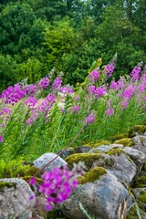 Flowering Fireweed plant - Chamaenerion angustifolium