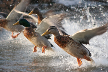Ducks taking off from water, feet splashing