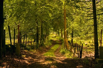 Obraz premium Beautiful green forest in Sweden