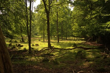 Beautiful green forest in Sweden
