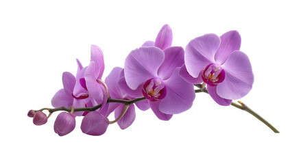 Cute purple orchid flowers isolated on a transparent background in PNG format.
