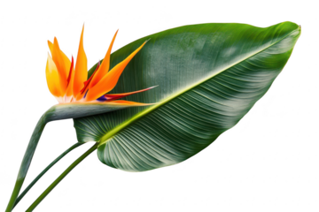 Vibrant orange bird of paradise flower with large green leaf isolated on transparent background