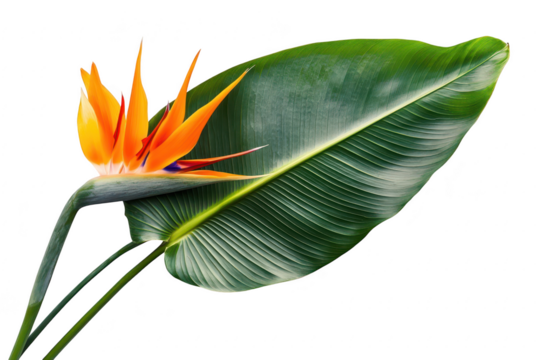 Vibrant orange bird of paradise flower with large green leaf isolated on transparent background