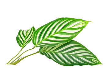 Vibrant green and white striped calathea plant leaves with delicate veins isolated on transparent background
